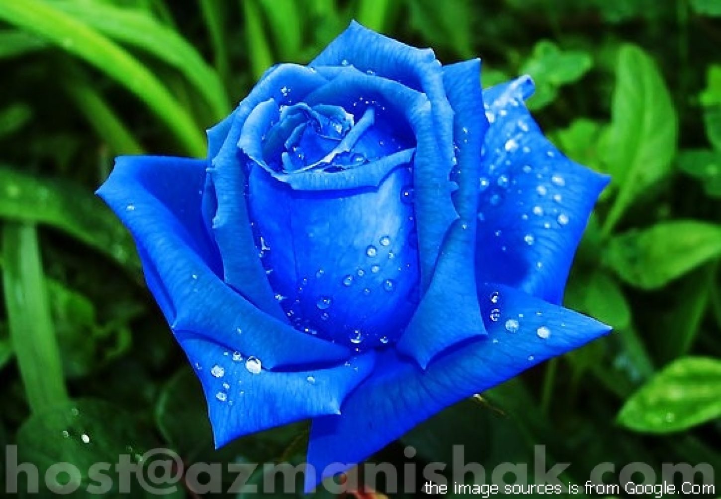 Bunga Ros warna biru