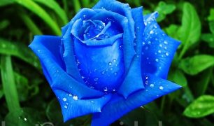 Bunga Ros warna biru