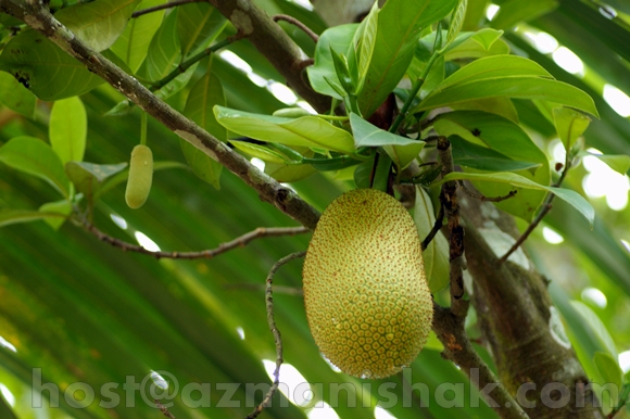 raya2