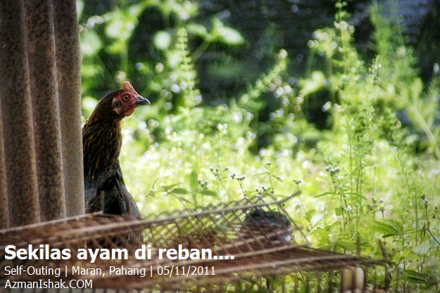 rayahaji8