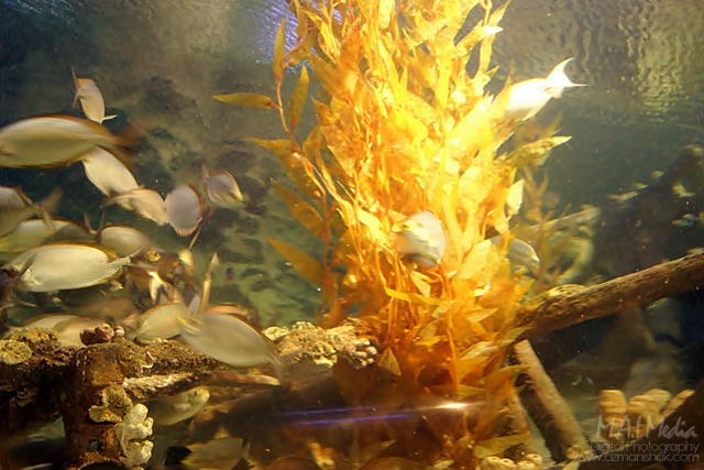 aquaria (11)