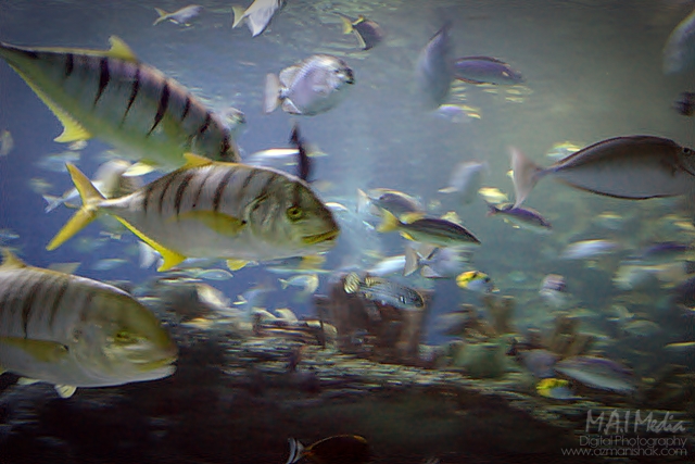 aquaria (13)