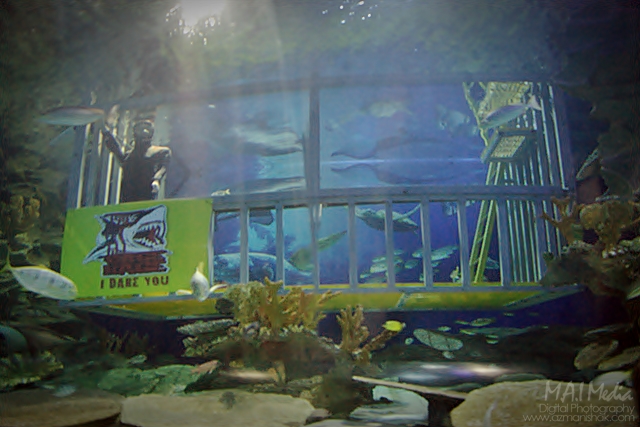 aquaria (3)