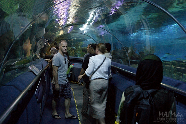aquaria (6)