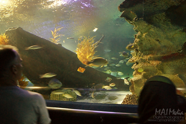aquaria (8)
