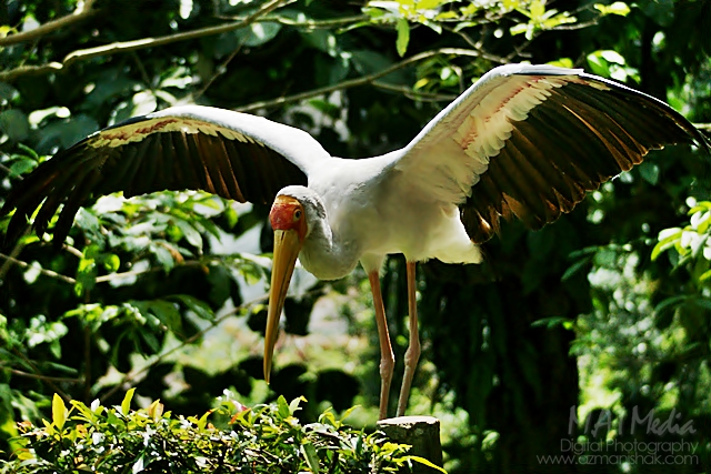 bird-park-1
