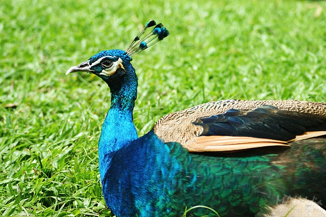 bird-park-3