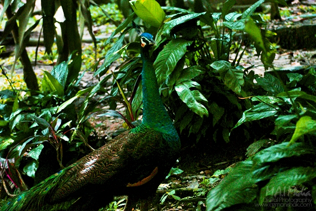 bird-park-4