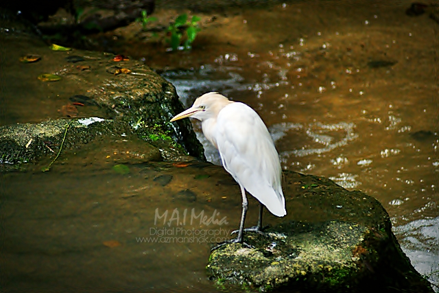 bird-park-5