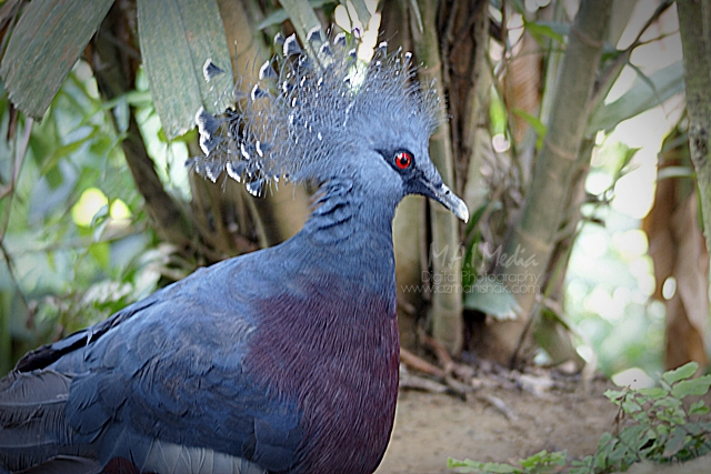 bird-park-6