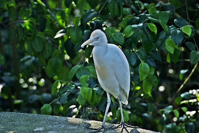 burung-1