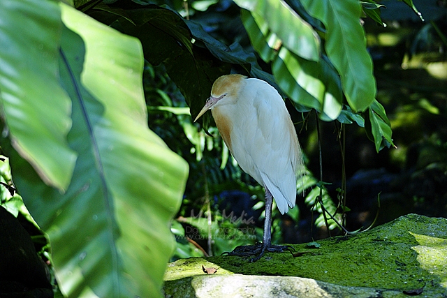 burung-10