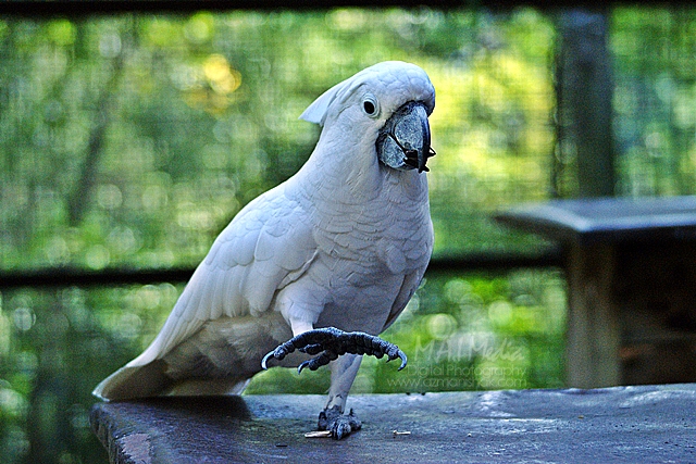 burung-12