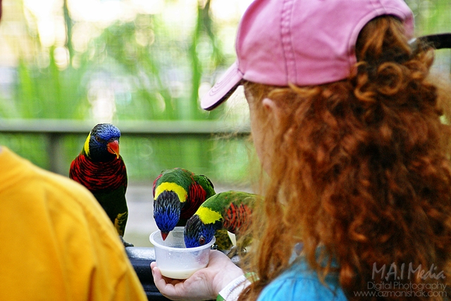 burung-15