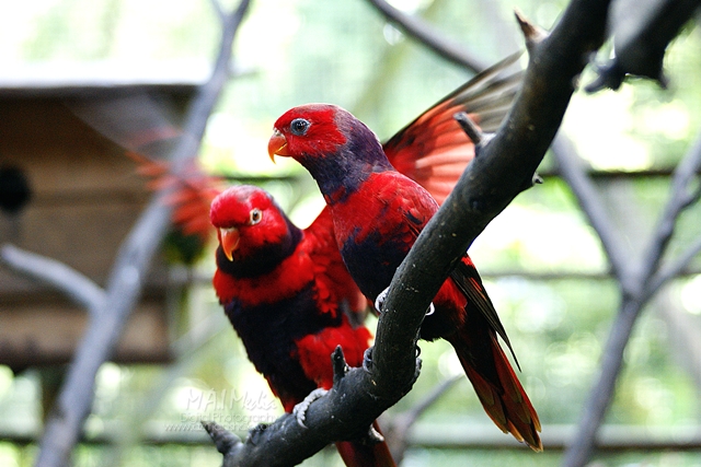 burung-16