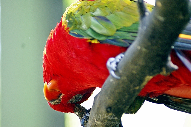 burung-17