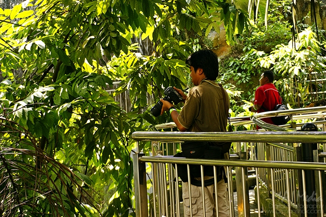 burung-19