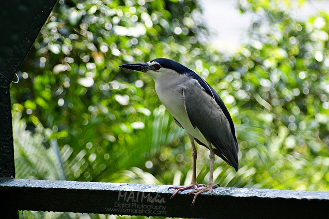 burung-20