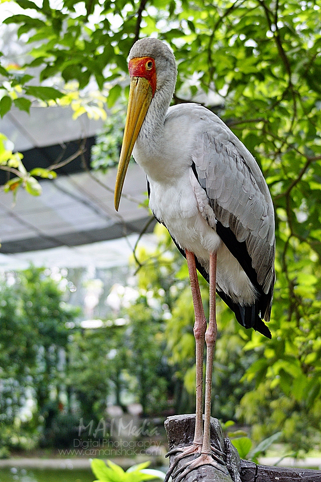 burung-22