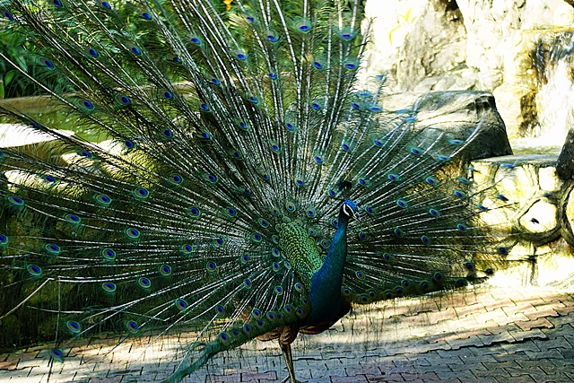 burung-3