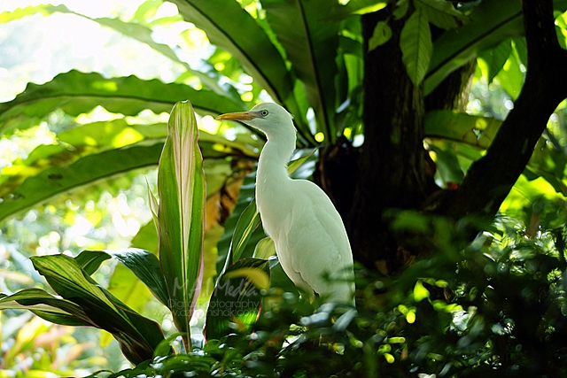 burung-6