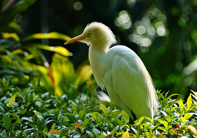 burung-7