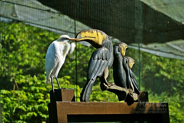 burung-8