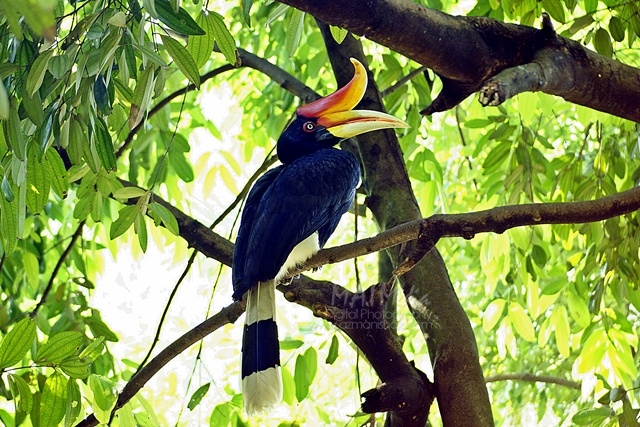 burung-9