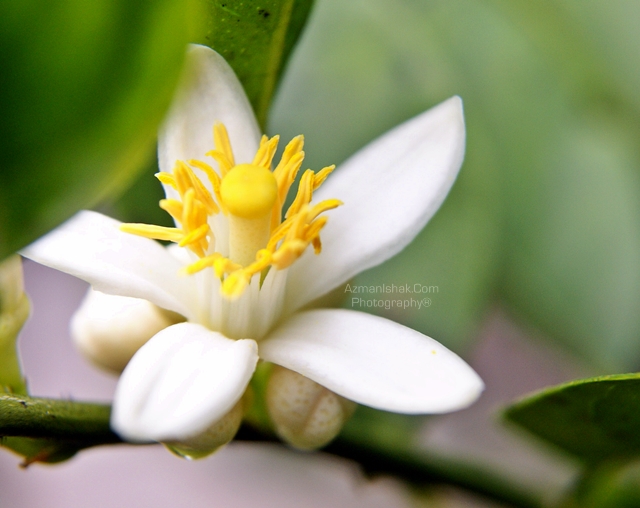 macro-11