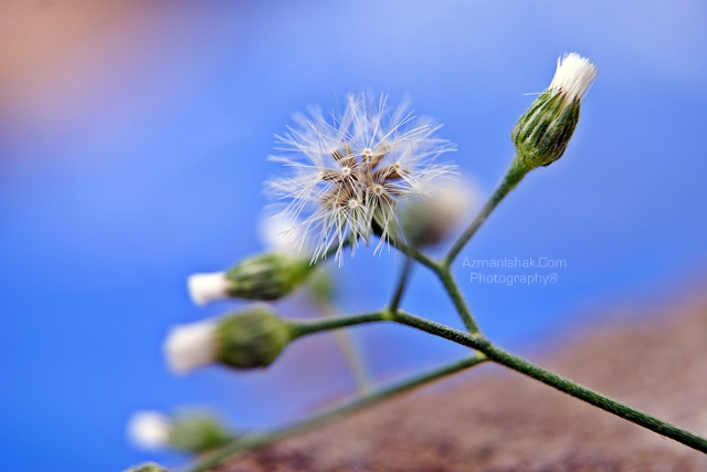 macro-13