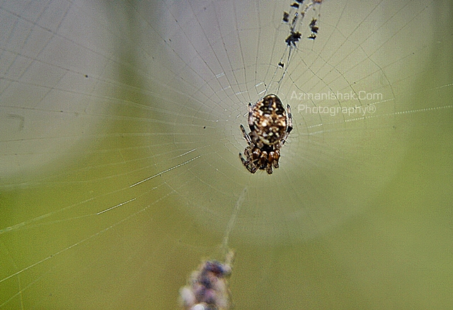 macro-7