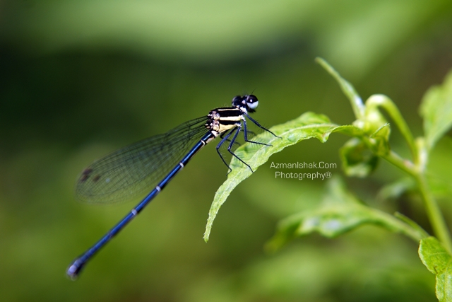 macro-8