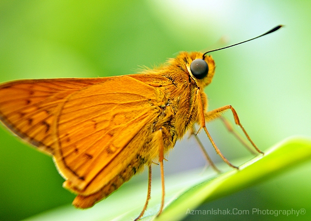 macro-x2