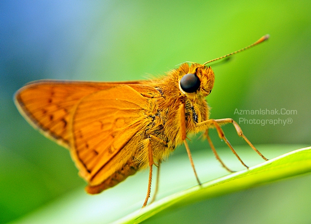 macro-x3