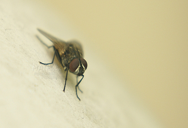 macro-photography-11