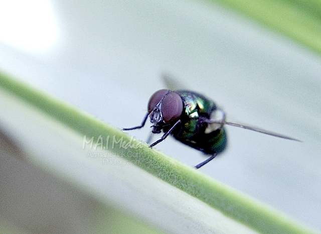 macro-photography-2