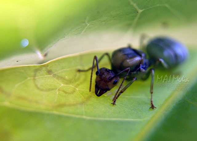 macro-photography-3