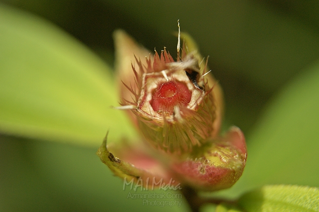 macro-photography-4
