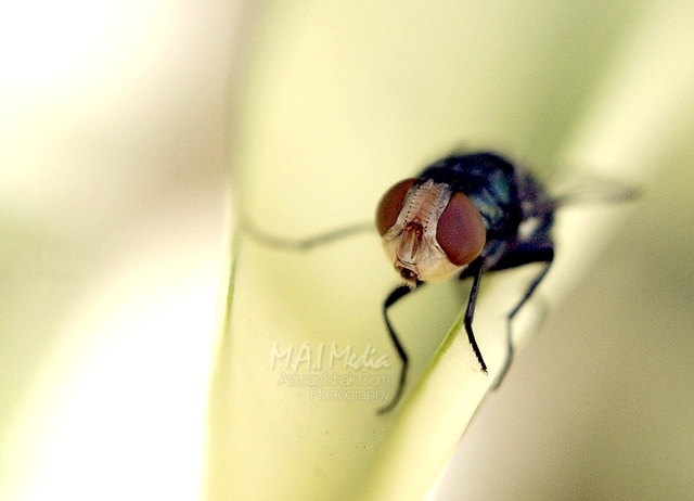 macro-photography-5