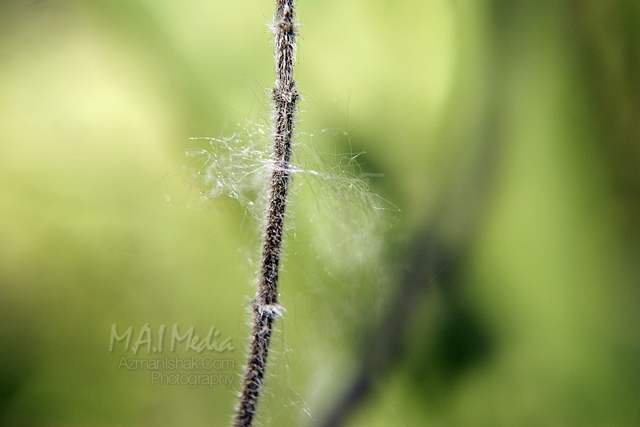 macro-photography-6