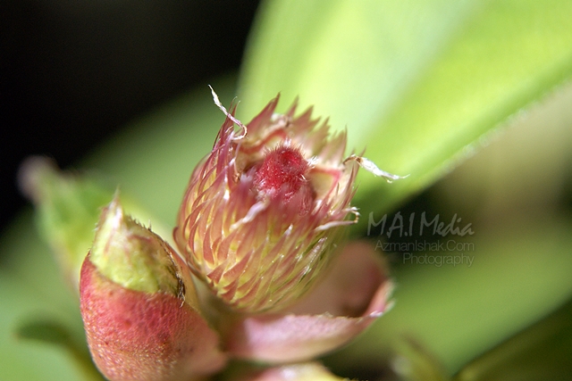 macro-photography-7