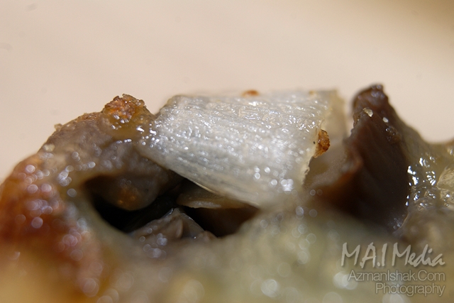 macro-foto-7