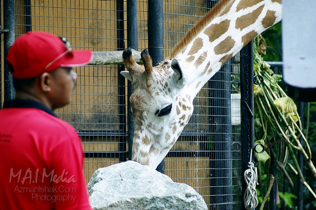 zoo-negara-11