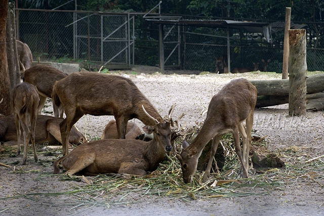 zoo-negara-2