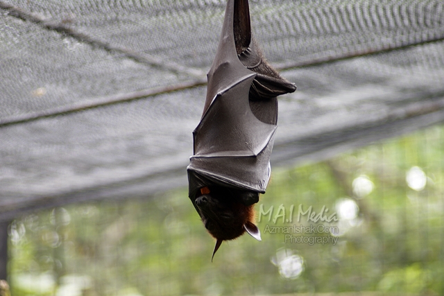 zoo-negara-3