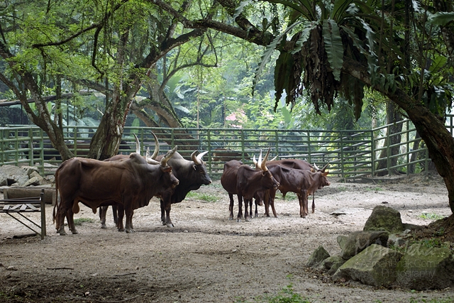 zoo-negara-7