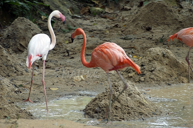 zoo-negara-8
