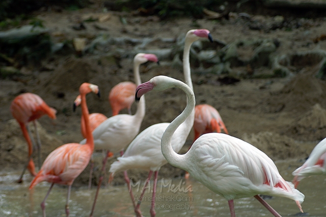 zoo-negara-9
