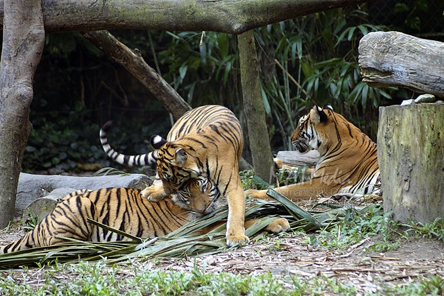 zoo-negara-harimau-2
