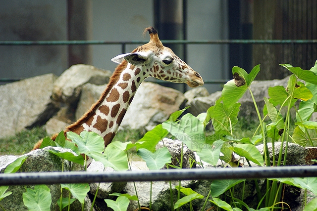 zoo-negara-zirafah